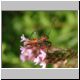 DSCN7318.jpg