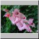 DSCN7411.jpg